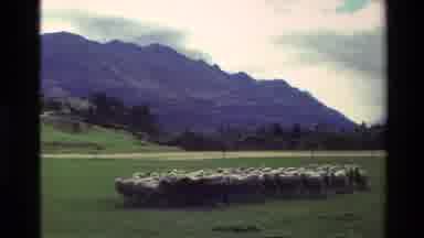 New Zealand (1982): Flock Of Sheeps Running Across A Green Field In Nature Near A