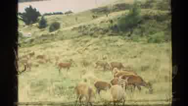 New Zealand (1982): Many Does And Bucks At Deer Park Heights