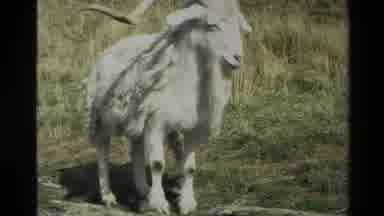New Zealand (1982): White Long Horn Sheep On A Mountain Along With Two Brown Sheep