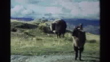 New Zealand (1982): Straight Haired Brown Sheep On A Mountainside With Heard Near