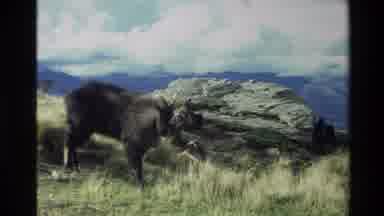 New Zealand (1982): Mountain Goat Walks Through Grass On A Mountain During
