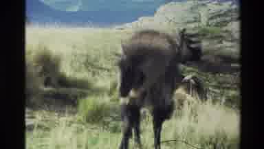 New Zealand (1982): Rocky Mountain Goat Is A Hoofed Mammal Lives Through Mountains