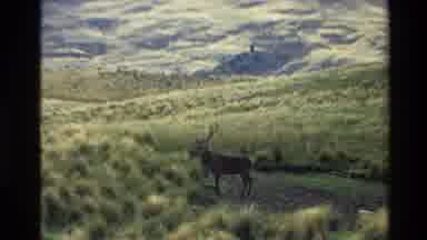 New Zealand (1982): Zooming Footage On Wild Deer Mail With Large Rack