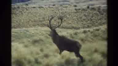 New Zealand (1982): Elk Bull Roaming Grasslands And Interacting With Female Elk