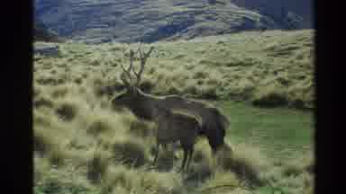 New Zealand (1982): Wild Deer And Baby Calmly Meet Family Drove In The Mountains