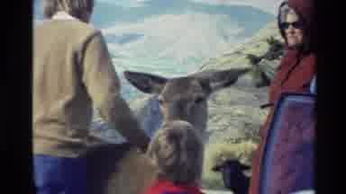New Zealand (1982): The Man And Women Are Looking At The Animal To That Place