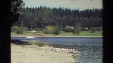 New Zealand (1982): Nature Is Perfect: Watch The The River And Nearby Birds In
