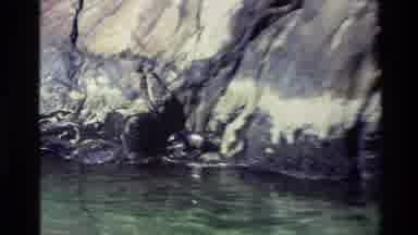 New Zealand-1982: Seal On Rocky Cliff By Fjord