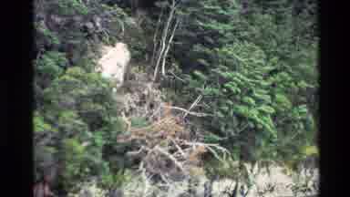 New Zealand (1982): Forest Driving By Cliffs