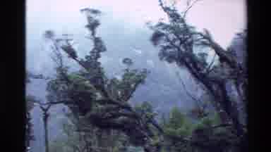 New Zealand (1982): Waterfall And Trees Is Shown Throughout A Rainy Rainforest