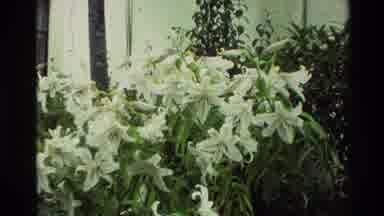New Zealand (1982): Footage Of Three Different Types Of Flowers Is Seen Growing In
