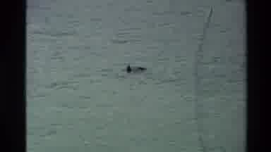 New Zealand (1982): Seal Frolics In The Bay Among The Kelp Beds