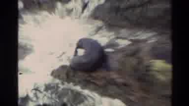 New Zealand (1982): Sea Lion Cleans Self While Perching On A Rock Away From The