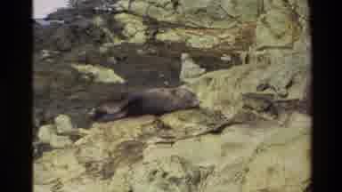 New Zealand (1982): Animal Rock Free