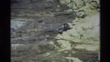 New Zealand (1982): Seal Climbing Uphill Out Of Water In A Sunny Day