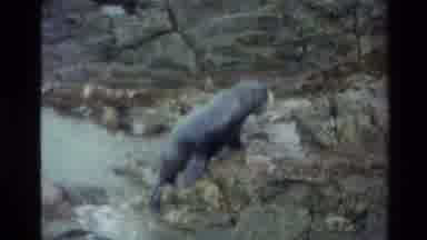 New Zealand (1982): Sea Lion Jumping Out Of The Water Onto A Rocky Beach And