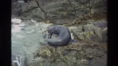 New Zealand (1982): A Seal Is Lying On The Stones In Royal Albatross Colony