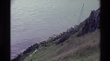 New Zealand (1982): Countryside Cliff Along The Ocean Of The Isle Of Ireland