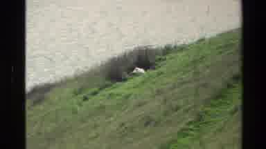 New Zealand (1982): White Bird Nesting By The Water And With Green Grass Around