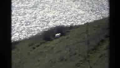 New Zealand (1982): Sheep In The Grass Beside A Lake