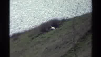 New Zealand (1982): White Animal Nesting On Grassy Slope Near Water Mountains
