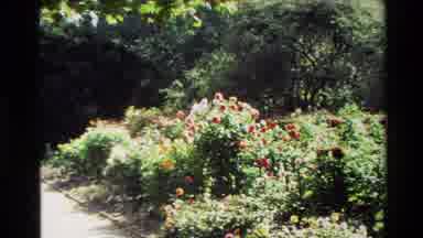 New Zealand (1982): Beautiful Outdoor Garden With Red Yellow And Pink Flowers On A