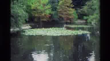 New Zealand (1982): Three People Sitting On Blanket Near Pond Ducks Swimming Lily