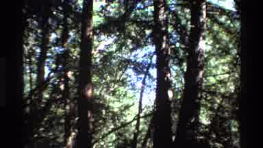 Big Sur California USA (1980): Tall Tree Growing In The Wild