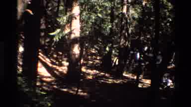 Big Sur California USA (1980): In The Woods Large Tall Trees Surrounding Area