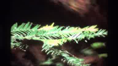 Big Sur California USA (1980): Small Tree With Small Leaves On A Large Dry Tree