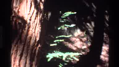 Big Sur California USA (1980): The Trunk Of A Tree In The Forest On A Sunny Day