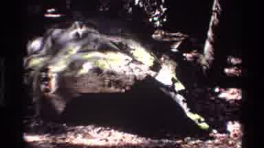 Big Sur California USA (1980): Nice Weather Forest And A Large Tree Bark Thrown On