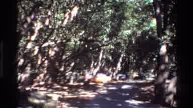 Big Sur California USA (1980): Campers In Wooded Area On A Bright Sunny Day