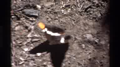 BIG SUR CALIFORNIA USA-1980: Butterfly On Seashore And Coastal Scenery