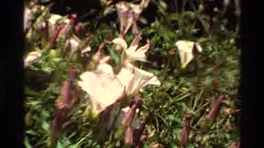 Big Sur California USA (1980): Wild White Flowers Blooming On A Bright Windy Sunny