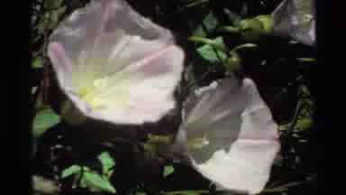 Big Sur California USA (1980): Mesmerizing White And Pinkish Flowers With Green