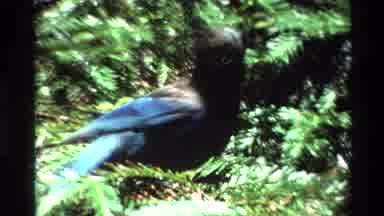 Big Sur California USA (1980): Colorful Bird Handling The Wind Swept Branch With