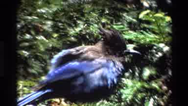 Big Sur California USA (1980): A Small Bird With A Black Head And Blue Lower Body