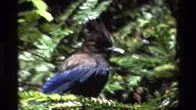 Big Sur California USA (1980): Beautiful Blue And Black Bird Perched On Pine Tree