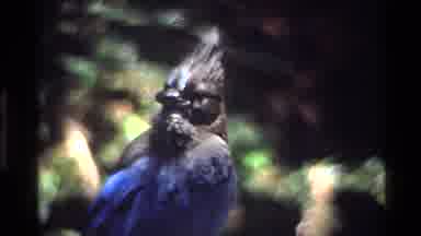 Big Sur California USA (1980): Black And Blue Peacock Bird Looking Around Only To