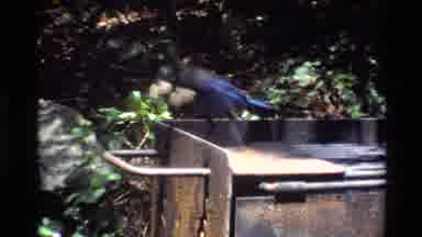 Big Sur California USA (1980): Bird Food Man Care Special Nature