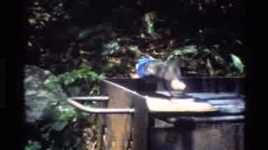 Big Sur California USA (1980): Wild Bird Takes Leftover Food On Grill From Campers