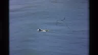 Big Sur California USA (1980): Surfer Paddles In The Water Towards A Sunny White