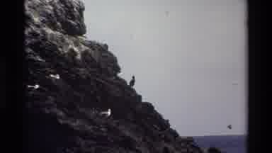 Big Sur California USA (1980): A Bird In Middle Of A Rock In The Sea