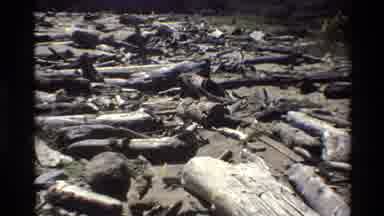 Big Sur California USA (1980): Bird Scurrying Along The Land