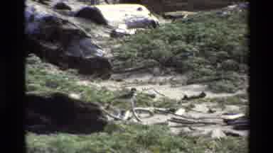 Big Sur California USA (1980): Little Bird Walking In Rocky Territory
