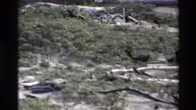 Big Sur California USA (1980): Bird Walking Along Green Vegetation On A Sandy