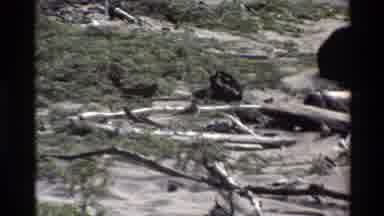 Big Sur California USA (1980): Bird On Ground Eating Near Woods Logs On The Land