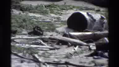 Big Sur California USA (1980): Bird Searching Running Forward Trash Dried Seaweed