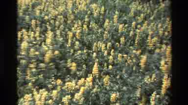 Big Sur California USA (1980): Springtime In The Country